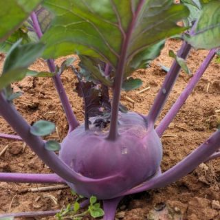 Konstance Kohlrabi Thumbnail